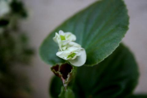 Goa Flowers - Download Goa Photos